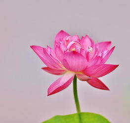 千瓣莲花ll层层叠叠花千瓣,灼灼荷莲泛红光