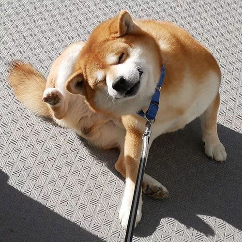 狗年大吉治愈柴犬承包了我2018年的头像