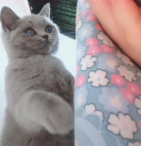主人周末睡懒觉,醒来就看见猫咪盯着自己,喵啥时候开饭