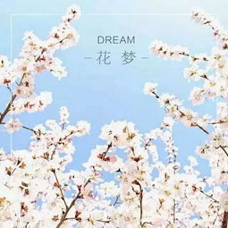 春意正浓,请收好这份赏花攻略