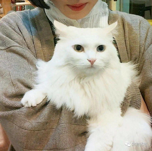 女生养猫,为什么养公猫更好原来好处这么多