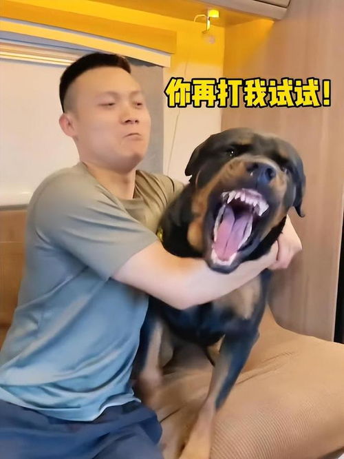 狗子愿意同女主人或孩子呆在一起,狗子的处事原则你怎么会知道