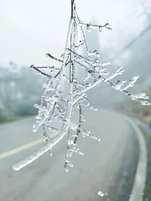 冬游贵州来看山间的冰雪精灵