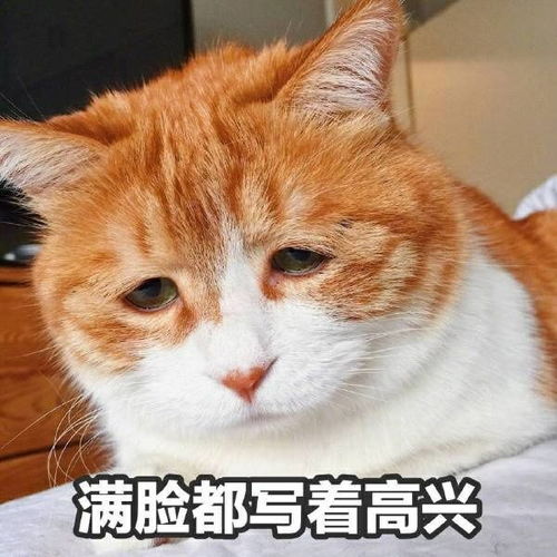 有哪些值得推荐的很可爱很特别单生狗头像