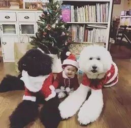 家里有小孩就不能养狗来看看这位老奶奶晒出小孙女的日常生活