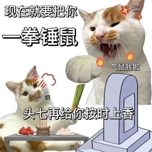 铲屎官炒饭时想起猫咪也没吃饭,于是把猫粮倒进了自己饭锅,猫咪这还是个人吗