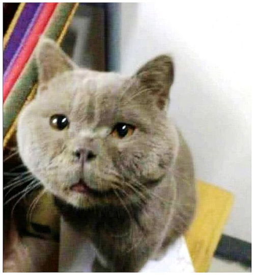 女生和蓝猫的头像蓝猫