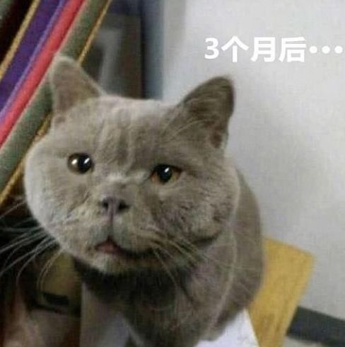 女孩网购一只蓝猫,3个月后哭着找店家对峙,长成这样我怎么吸