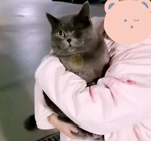 短腿蓝猫为爱情两次越狱,主人很感动,并带它做了绝育