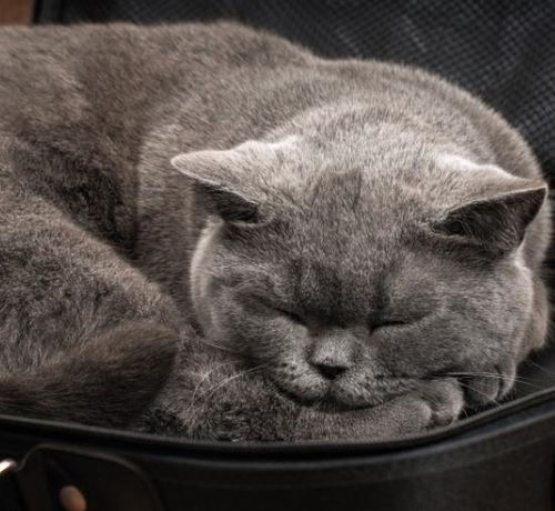 感觉这只蓝猫在卖萌,喜欢抱着蓝猫睡觉,惹人喜欢