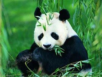 为何老虎豹子不敢攻击大熊猫它曾经有一个霸气侧漏的名字