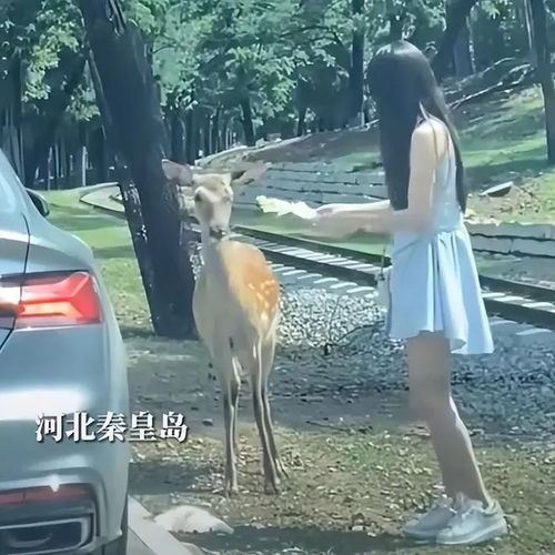 女人用鹿做头像啥意思主动