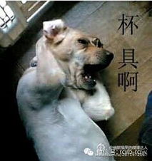 失眠的人,连做梦的机会都木有