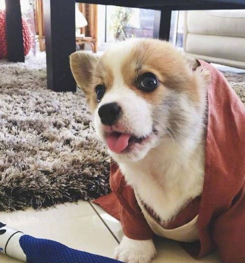 哈哈哈哈哈,狗狗为了争宠什么事都做得出来