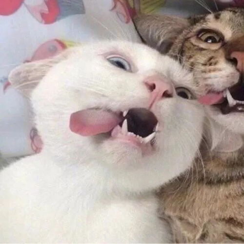 有没有看上去酷酷的男生猫头像