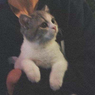 可爱打盹猫头像女生萌热度