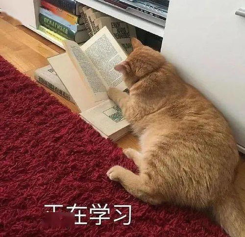 一看就是在好好学习的头像