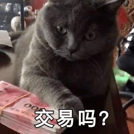 第68期喵表情内有69只萌猫,谨慎进入