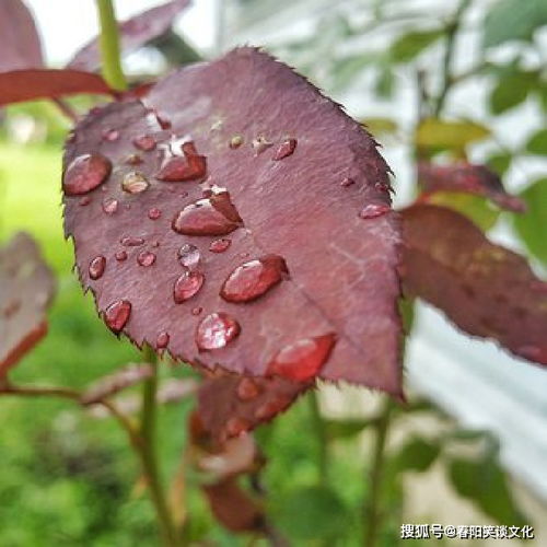 美到窒息的句子,精致入心,句句彰显个性