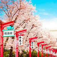 真实版漫画女生图片唯美樱花微信头像图片大全