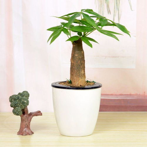 想要养好发财树,掌握这几个诀窍,发财树绿油油