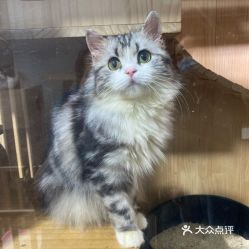 喜欢猫的头像的女孩性格猫咪