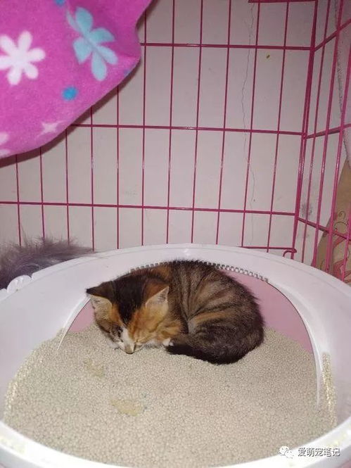 女孩领养了一只小奶猫,喂养不到半个月,哭诉全身上下都是伤痕