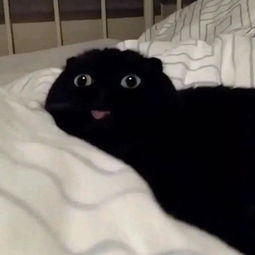 新手养猫,看这篇就够了
