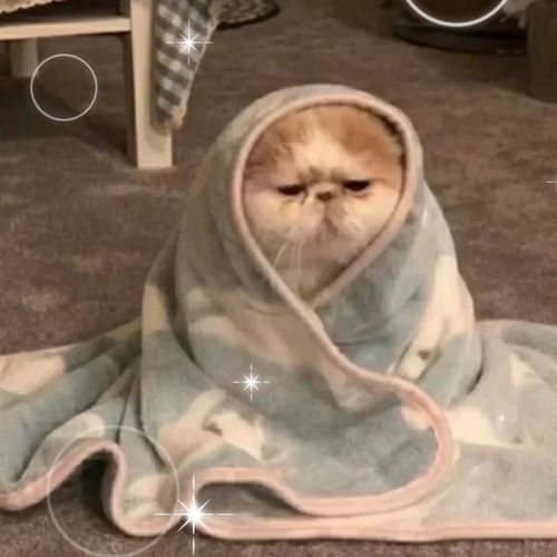 女生爱发的沙雕文案