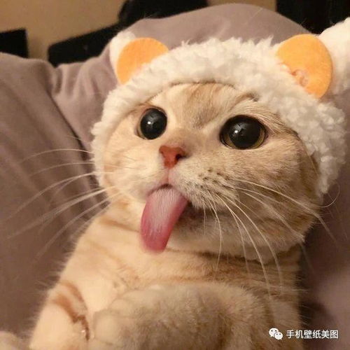 宠物头像大全萌,猫咪头像,狗狗头像高清