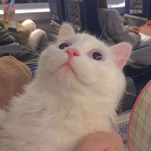 女头像是猫说明单身绦虫