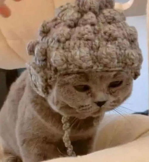 怕奶奶无聊,女孩买了只蓝猫给奶奶作伴,过年直呼阿弥陀佛