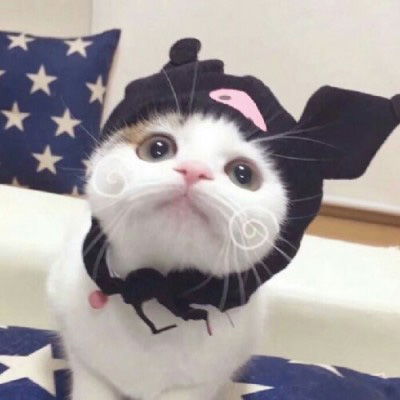萌猫头像图片大全真猫超萌可爱图片2020