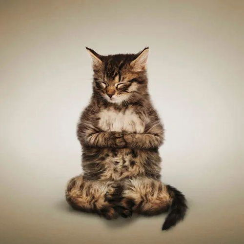 瑜珈猫danborris摄影作品
