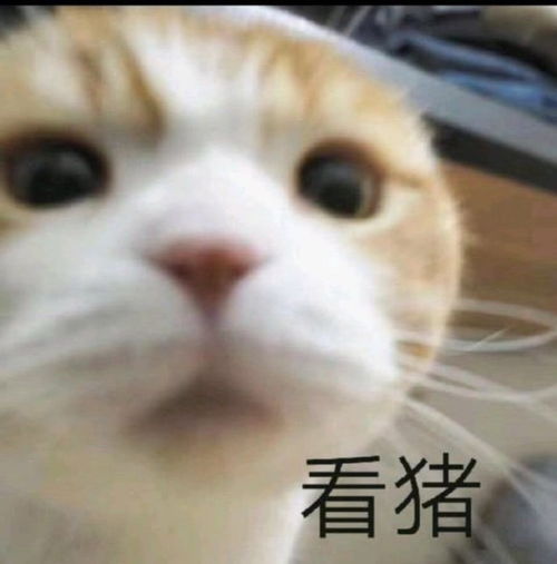 仙女专用可爱表情包可爱文案