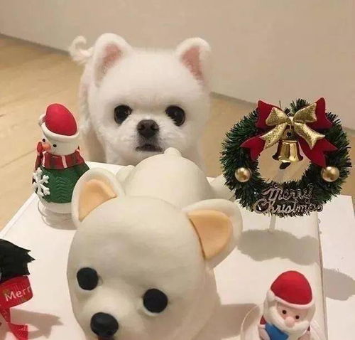 宠物头像难过怎么讲的清楚失落怎能感同身受