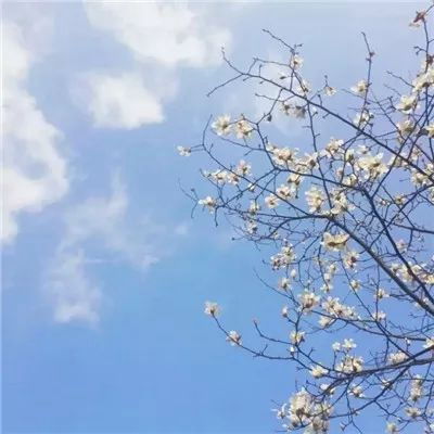 2023最新浪漫小清新风景头像