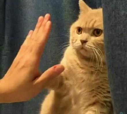 橘猫表情包呀