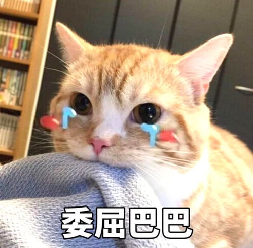 主人想骗蓝猫去绝育,回家后感觉不对劲,低头一看顿时不淡定了