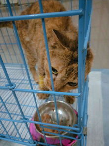 女孩发现楼底下一只流浪猫,喂食半个月后,直接跟着她回家了