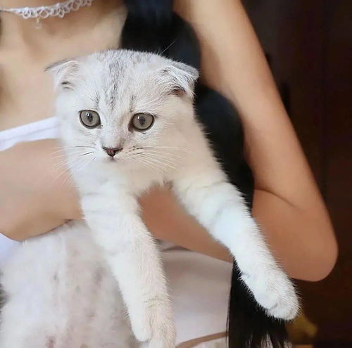 头像图片丨女生头像丨可爱的猫系女头1214