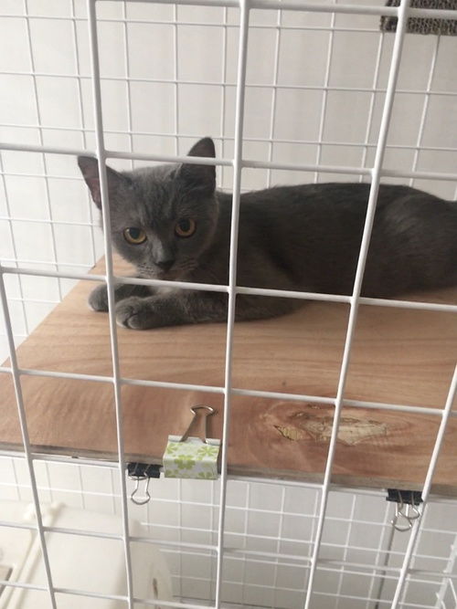 未绝育一岁英短蓝猫妹妹找新家1200全款