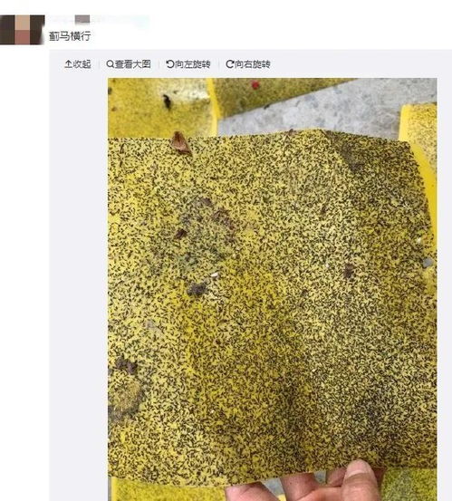 紧急提醒广东人最近不要穿黄绿色衣服出街否则会吸引它