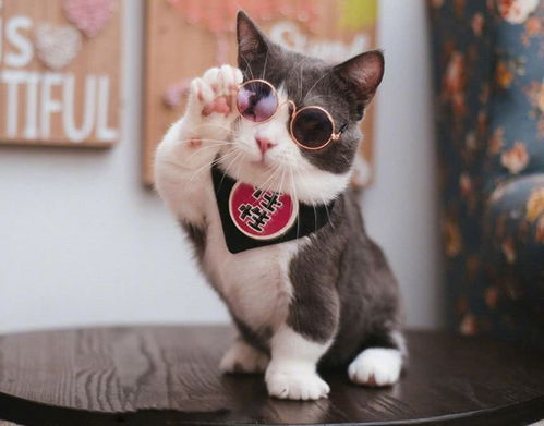 猫咪有福气的头像