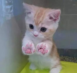 可爱猫猫头像男生