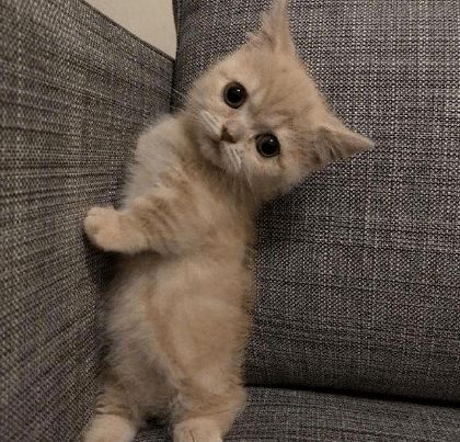 主人给小猫咪剃毛,小猫咪坐台子上发呆,一脸懵样萌化人心