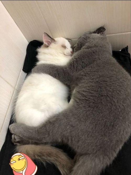 女孩花1500元买只折耳蓝猫,没养多久就想送养,原因令人吹嘘
