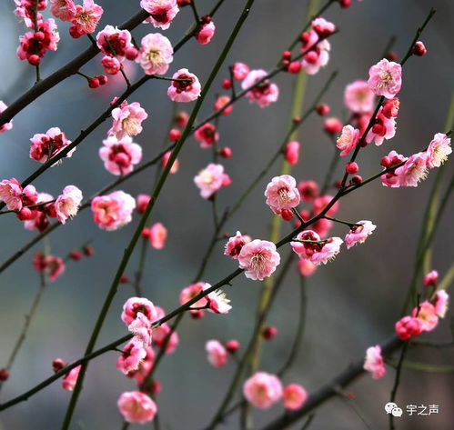 桃花怀想刘丽平季平
