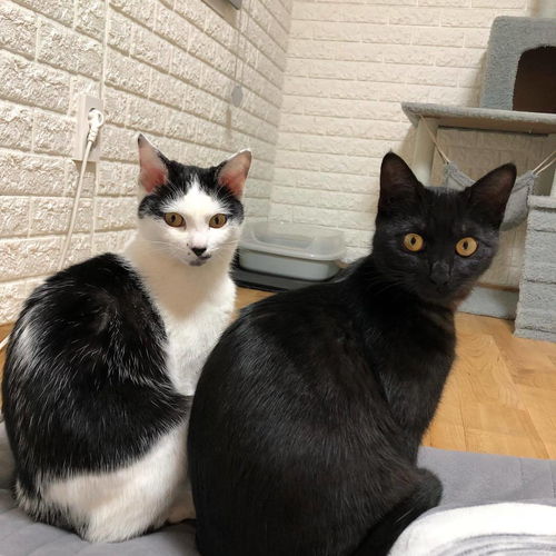 福懋动物医院指望猫咪能规规矩矩听从摆布想得美,猫主子的称号不是白来的