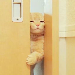 吴人云苏州话讲讲冬日里个煨灶猫